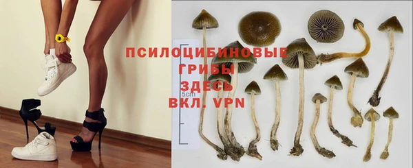 шишки Арсеньев